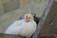 Influenza zoonotica: il nuovo framework ECDC per prepararsi a scenari pre-pandemici