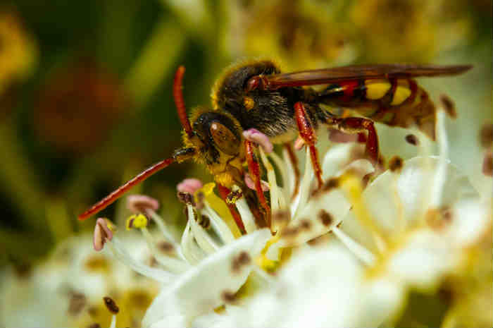 Puntura di vespa, come riconoscerla e cosa fare