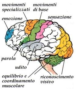 Journal of Cognitive Neuroscience, pubblicato studio di ricercatori Italiani.