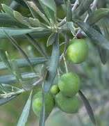 La raccolta di olive al Palagi la fanno autistici e pazienti di salute mentale