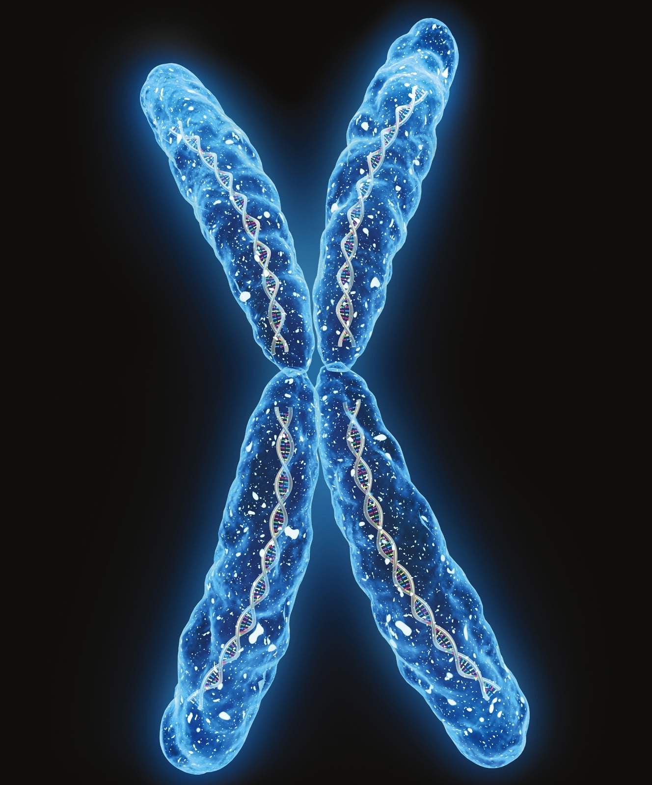 Genetica. Creato il primo cromosoma artificiale