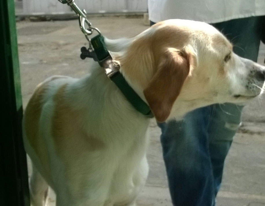 Ai veterinari della Asl 10 fiorentina il premio degli amanti dei cani di Camogli