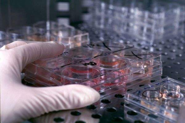 Medicina rigenerativa: staminali dalla speranza alla cura